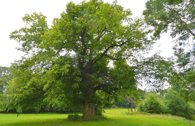 Gesves Castle Grounds Retreat - Foto 32