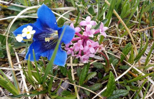 Uschi's Steinröschen mit Hallenbad und Sauna - Foto 16