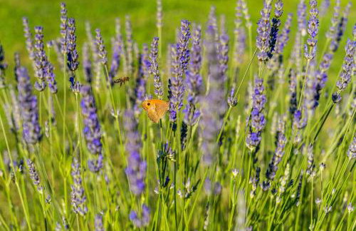 Apartment Elio 1606 - Foto 18