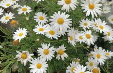 Makis Apartments - Foto 41