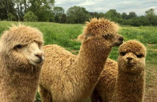 The Summerhouse, countryside retreat with private hot tub - Foto 29