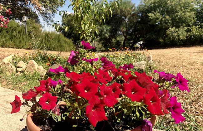 Agriturismo Gli Oleandri - Foto 30