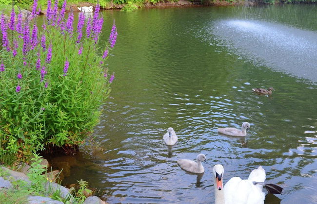 Elevated Apartment in Bad Wildungen With Garden - Foto 29