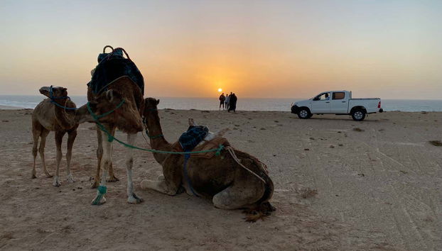 Dakla Camel Ride Experience - Foto 4