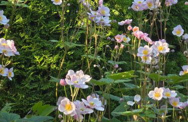 Exklusive Ferienwohnung Bad Salzschlirf - direkt am Waldrand - großer Garten kompett umzäunt - Hunde willkommen - 2 private Stellplätze - Foto 49