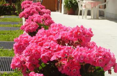 Baita dei Pini - Photo 43