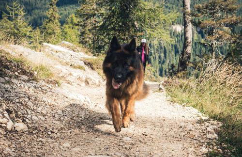 Residence Ciasa Giardun - Photo 57