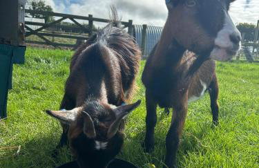 Sandy Cove Cottage - Foto 69