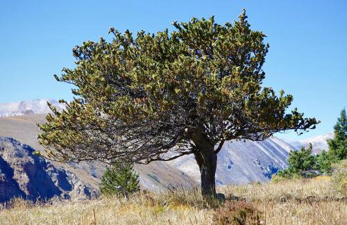 Bristlecone Cabin - Foto 12