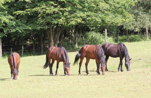 Ferienwohnungen Lindleshof - Foto 50