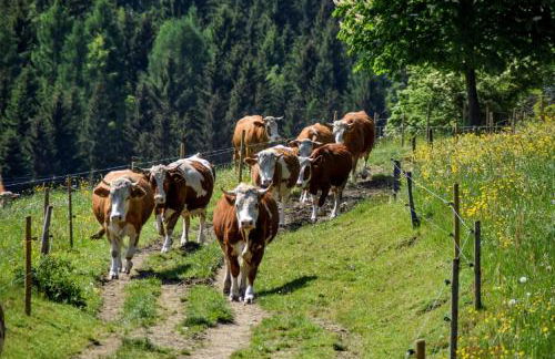 Urlaub auf dem Haberlhof - Foto 35