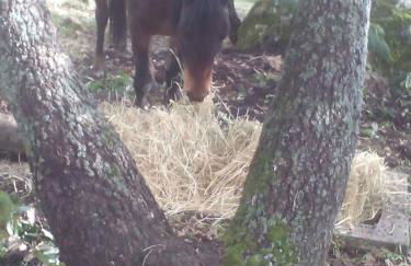 Le Querce di Cota - Foto 68