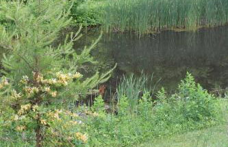 Bushwood Cabin - Foto 7