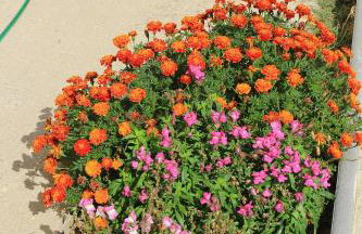 Apartments by the sea Dinjiska, Pag - 9386 - Foto 8