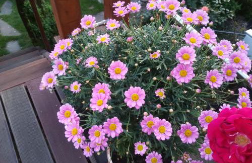 Appartment Fasanenhof Klinikum und Uni nah mit Netflix - Foto 34