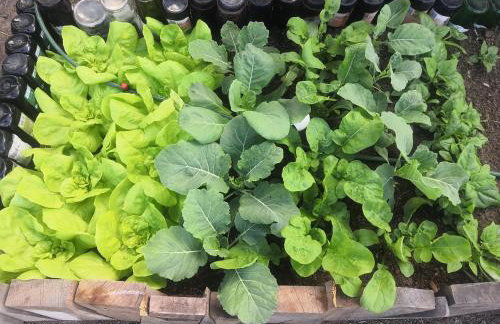 Cantim da Flor - Vale do Capão - Foto 76