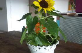 Schluchsee 102 qm mit Whirlpool - Foto 12