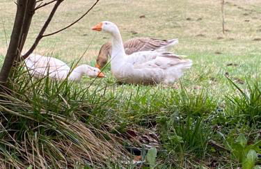 CHECK-IN CASAS Cumbre de Benasque - Photo 28