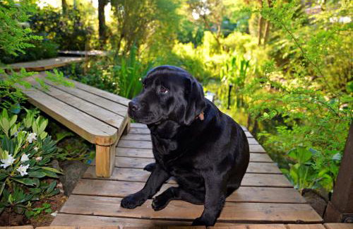 Leśniczówka Białogóra & jacuzzi - Foto 29