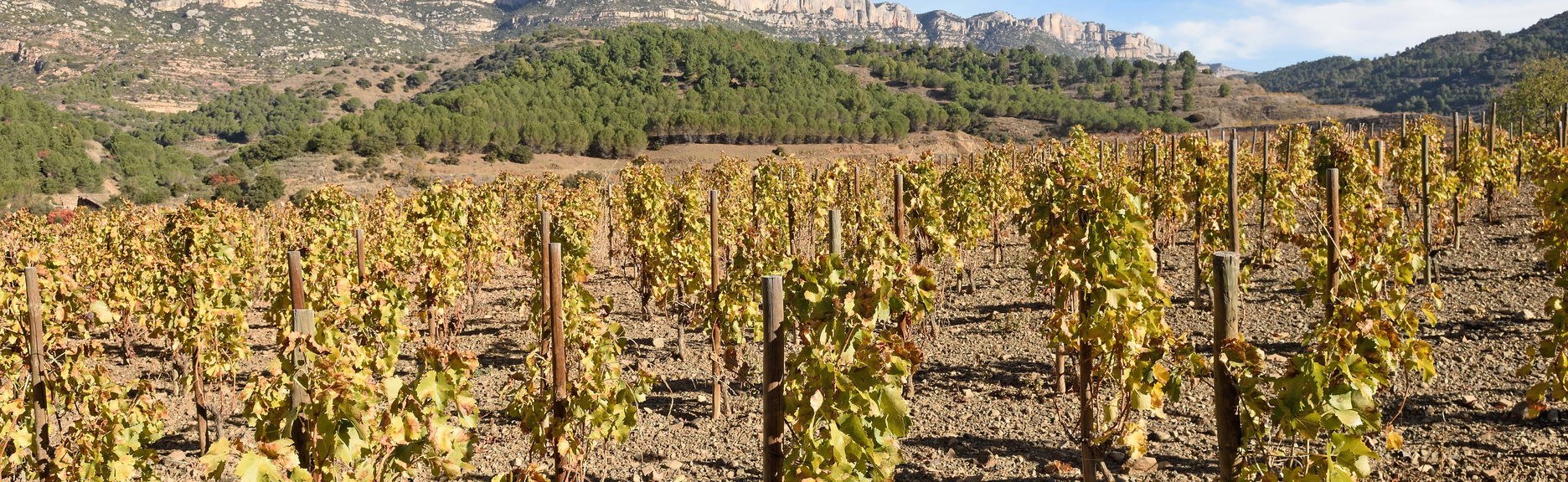 Visita à adega Celler Cal Menescal - Foto 1