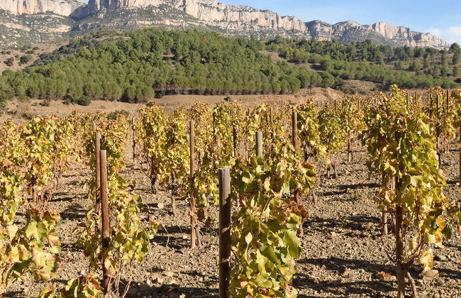 Visita a la bodega Celler Cal Menescal - Foto 1