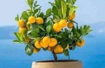 Villa Desiree - Foto 11