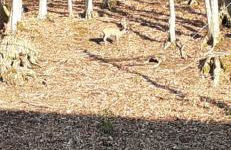 Casa tipica montanara - Photo 30