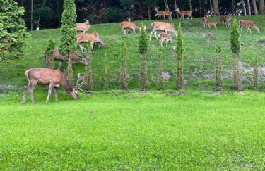 Domki z bali Deluxe - Foto 16