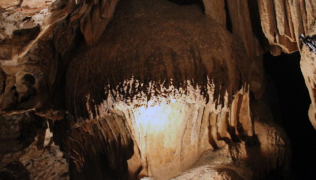 Tour della Fattoria di Struzzi e delle Grotte di Hato - Foto 2