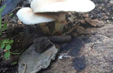 Villa Irini - Cretan Luxury Villa with Amazing View - Foto 44