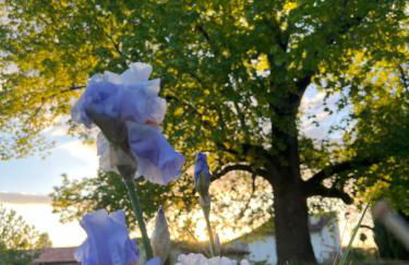 La Colline de Tilleul - Les Tilleuls - 4 STAR RATED - stunning cottage with pool near Aubeterre in idyllic location - Foto 39