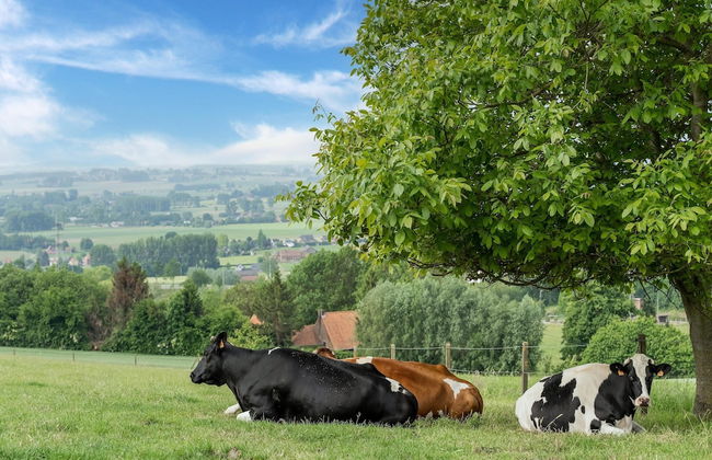 Spacious Family Holiday Home - Photo 39