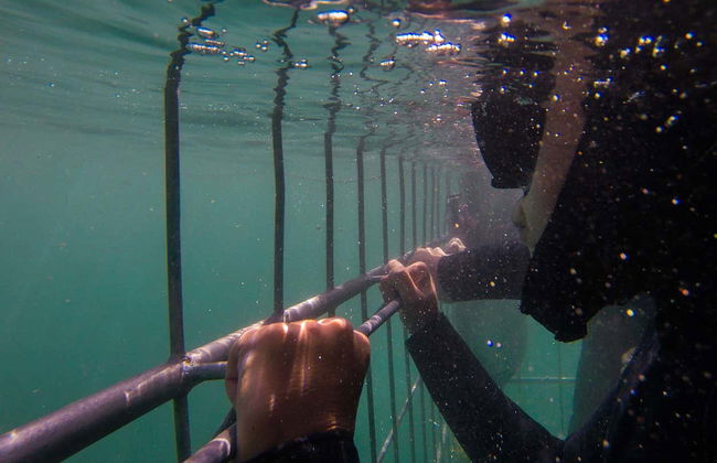 Nadar com tubarões em False Bay - Foto 2