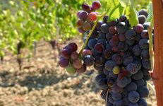 Agriturismo Sotto la Rocca - Foto 10