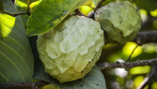 Quinta dos Frutos - Foto 2, Garden