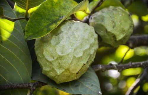 Quinta dos Frutos - Foto 2