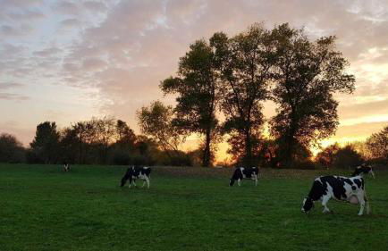 Inselhof Steengrafe - Weserblick - Foto 9