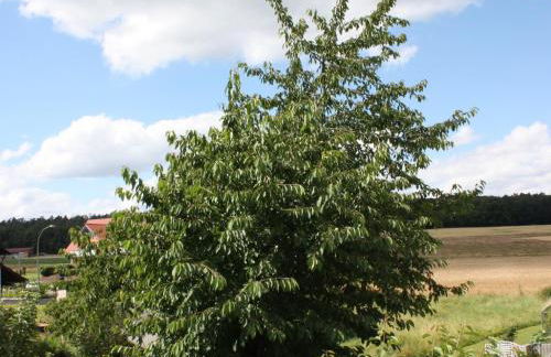 Ferienwohnung Waldblick - Foto 14