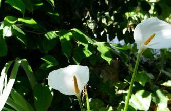 Casa Laranjeira - Foto 24