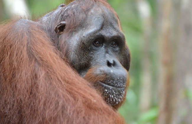 Houseboat Bee Kelotok - Foto 52