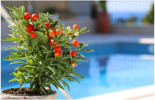 Apartment Katarina and house Marieta - Photo 8