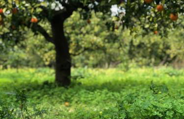 Chalet Tenuta Lacco - Foto 28