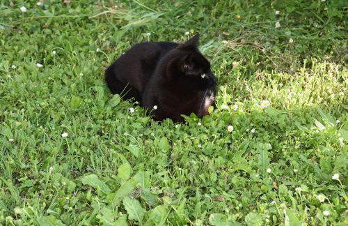 Villa Sofia - Foto 46