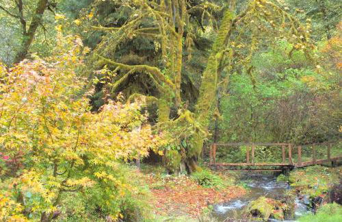 Peaceful Family Cabin on Beautiful Property, Plenty of Hiking and Fishing, 20 minutes from the coast, bordering Siuslaw National Forest, Oregon - Foto 21