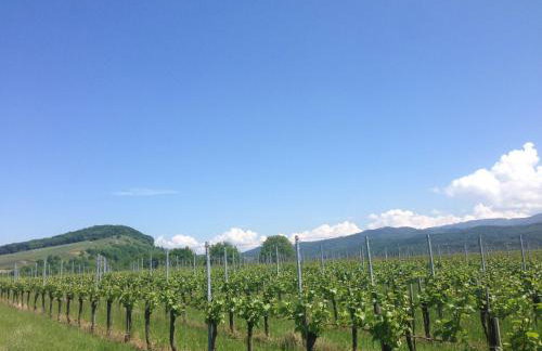 Familien-Appartement Schwarzwald bei Freiburg mit bis zu 4 Schlafzimmern - Foto 68
