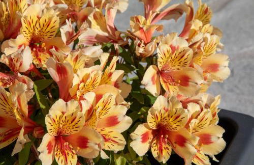 AGGELLE Villa - Foto 32