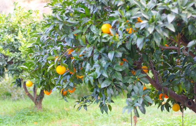 Agriturismo Vulcano - Foto 39