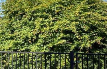 Separate Unit with 2 Bedrooms/One Bathroom in Pleasant Hill - Foto 13