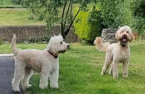 Annie Dee’s Guest Accommodation - Foto 16