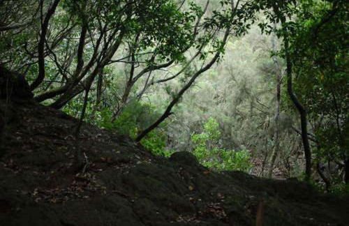 Casa campo y Playa Taganana - Foto 24